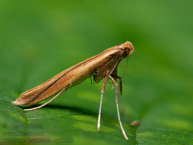 Psotka brezinová Caloptilia betulicola