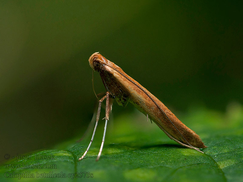 Red Birch Slender Caloptilia betulicola