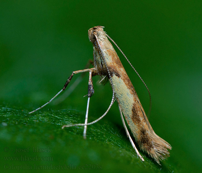 Caloptilia hemidactylella Psotka klenová Bonte esdoornsteltmot