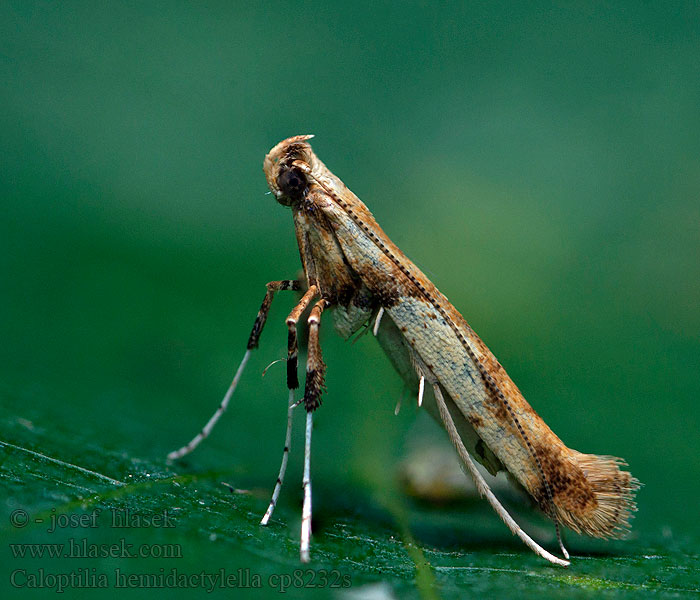 Caloptilia hemidactylella Vaahteratikkukoi Roststyltmal