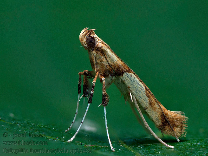 Psotka klenová Roststyltmal Caloptilia hemidactylella