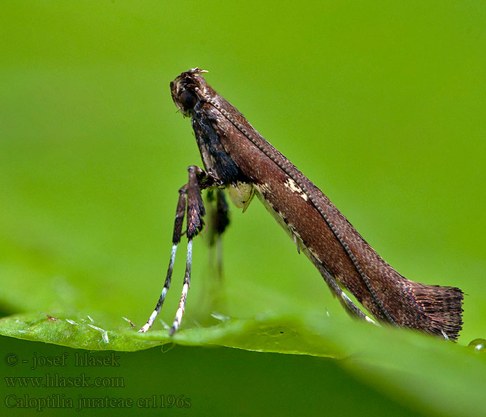 Caloptilia jurateae Maple Slender Skogslönnstyltmal