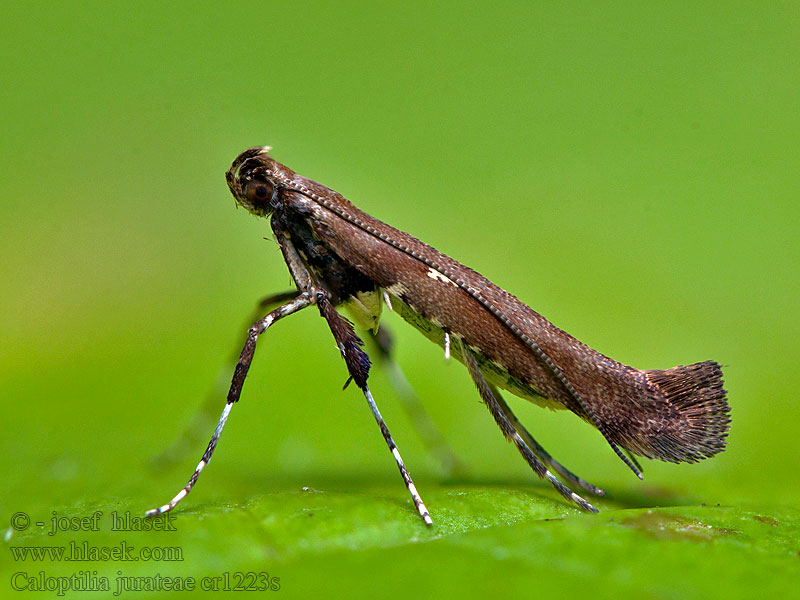 Maple Slender Caloptilia jurateae