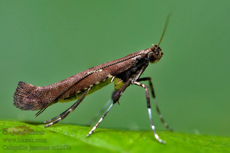 Skogslönnstyltmal Caloptilia jurateae