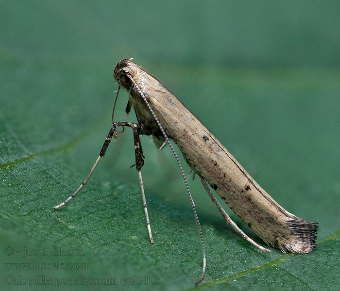 Caloptilia populetorum Psotka topoľová Моль-пестрянка берёзовая