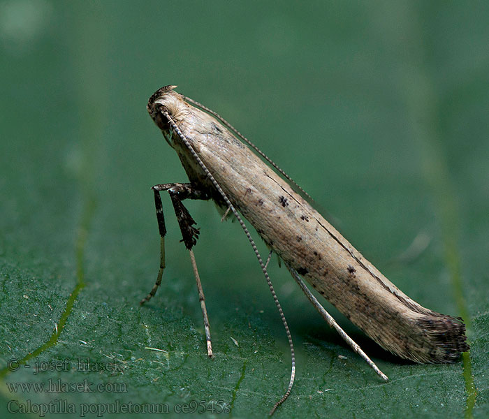 Caloptilia populetorum Witteberkensteltmot Nyírfa-keskenymoly