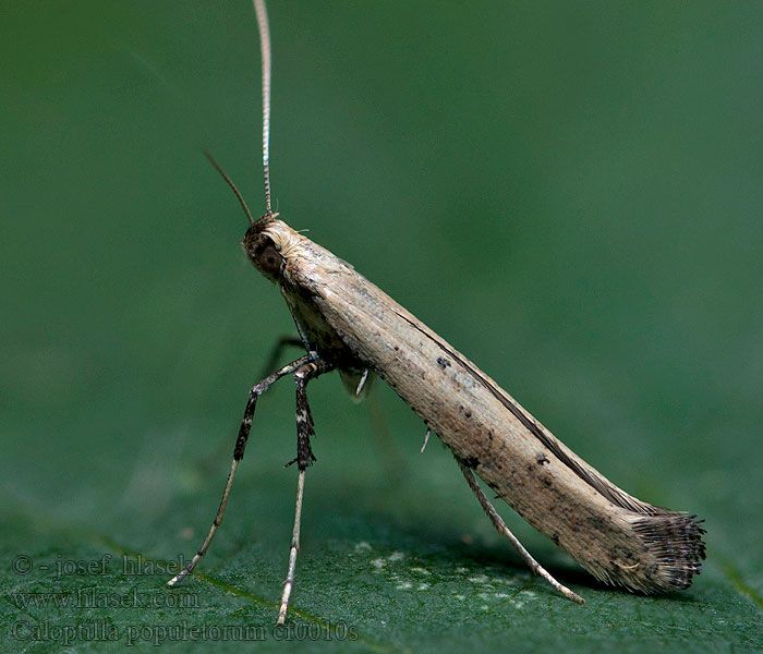 Caloptilia populetorum Pilkkutikkukoi Punktstyltmal