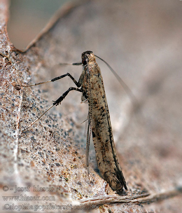 Моль-пестрянка берёзовая Caloptilia populetorum