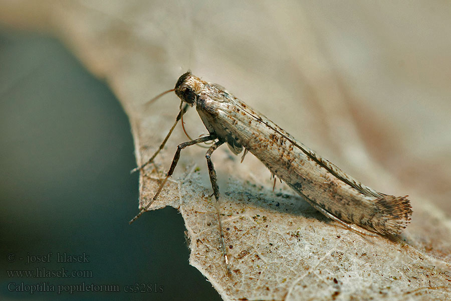 Witteberkensteltmot Caloptilia populetorum