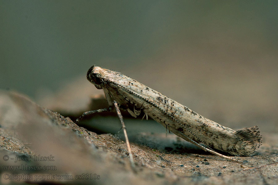 Nyírfa-keskenymoly Caloptilia populetorum