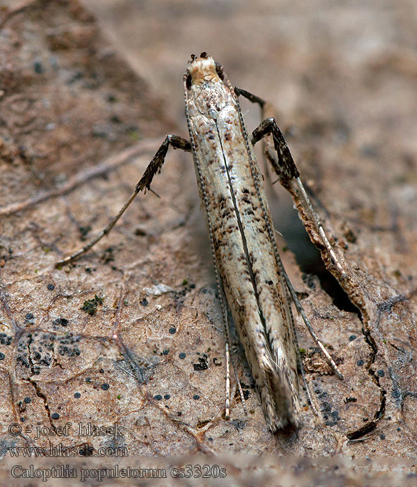 Pilkkutikkukoi Punktstyltmal Caloptilia populetorum