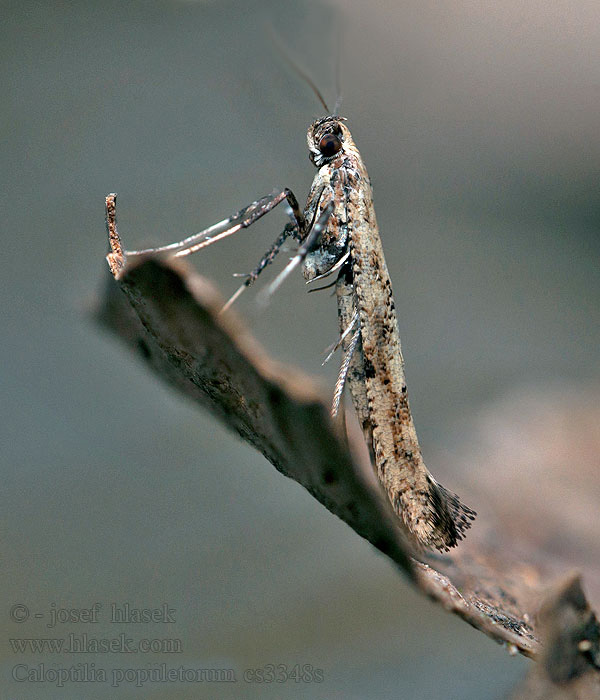 Pilkkutikkukoi Caloptilia populetorum