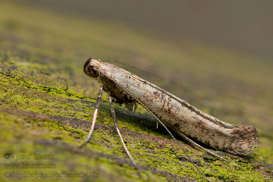 Punktstyltmal Caloptilia populetorum