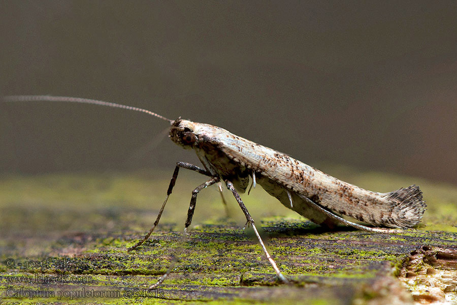 Caloptilia populetorum