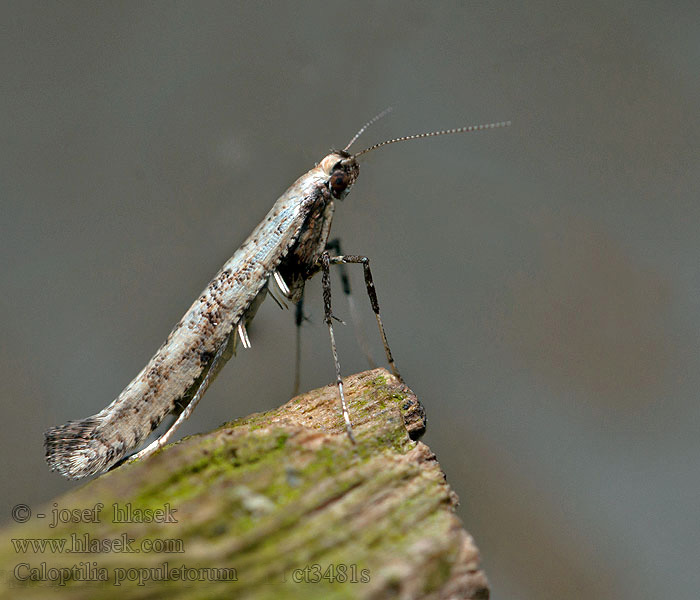 Caloptilia populetorum