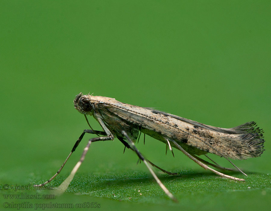 Caloptilia populetorum