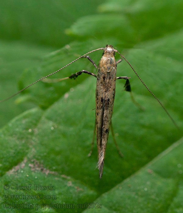 Caloptilia populetorum