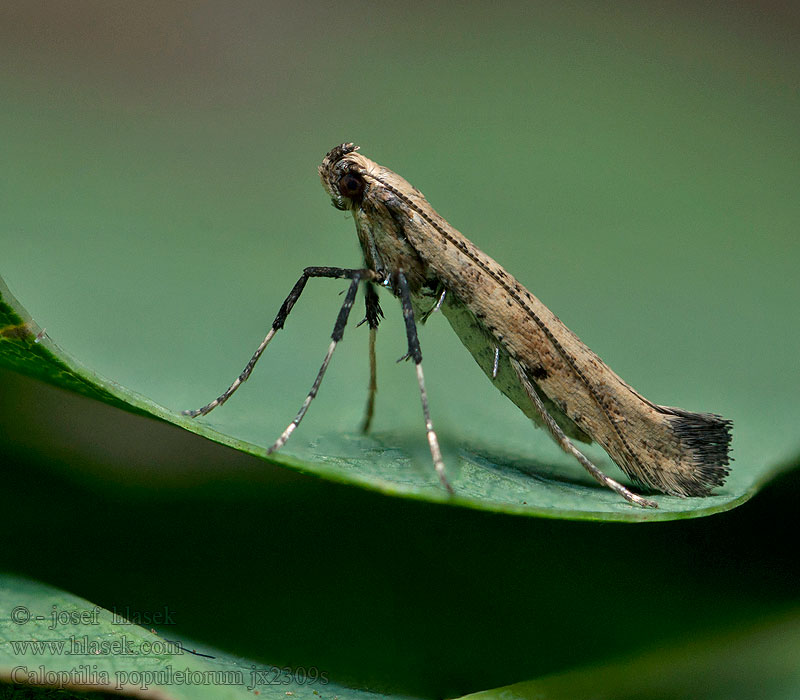 Caloptilia populetorum