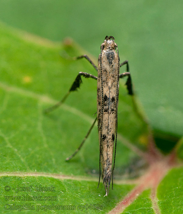 Caloptilia populetorum