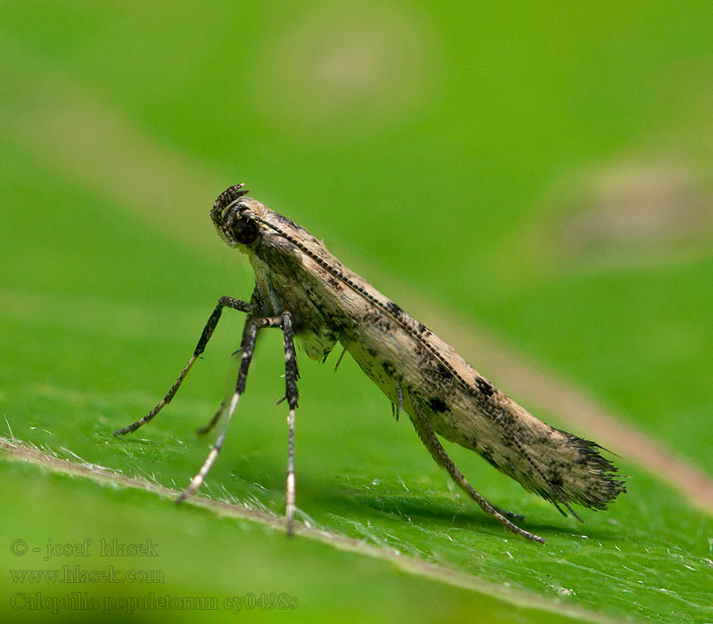 Caloptilia populetorum