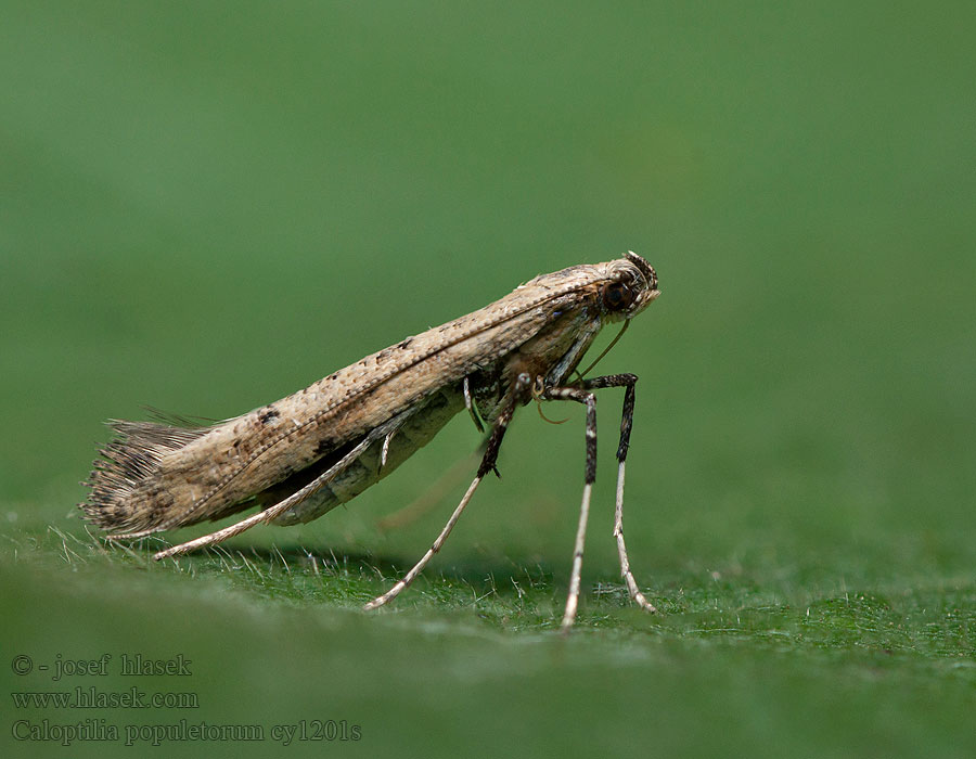 Caloptilia populetorum