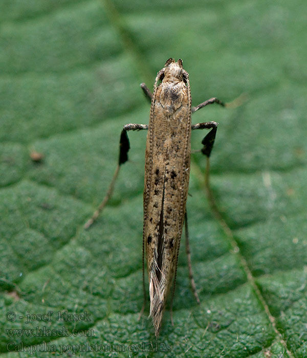 Caloptilia populetorum