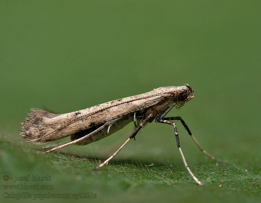 Caloptilia populetorum