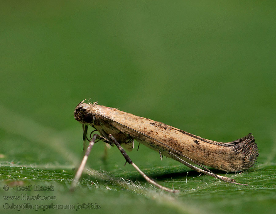 Caloptilia populetorum