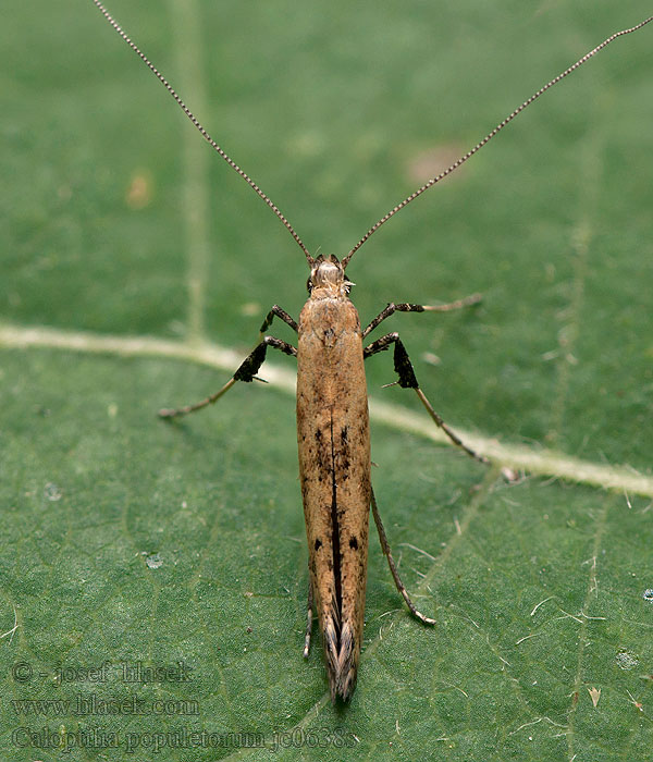 Caloptilia populetorum