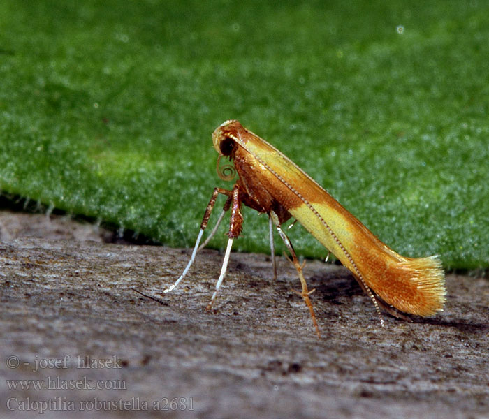 Caloptilia robustella Eikensteltmot New Oak Slender