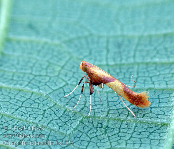 Caloptilia robustella Psotka veľká Eikensteltmot Mindre ekstyltmal