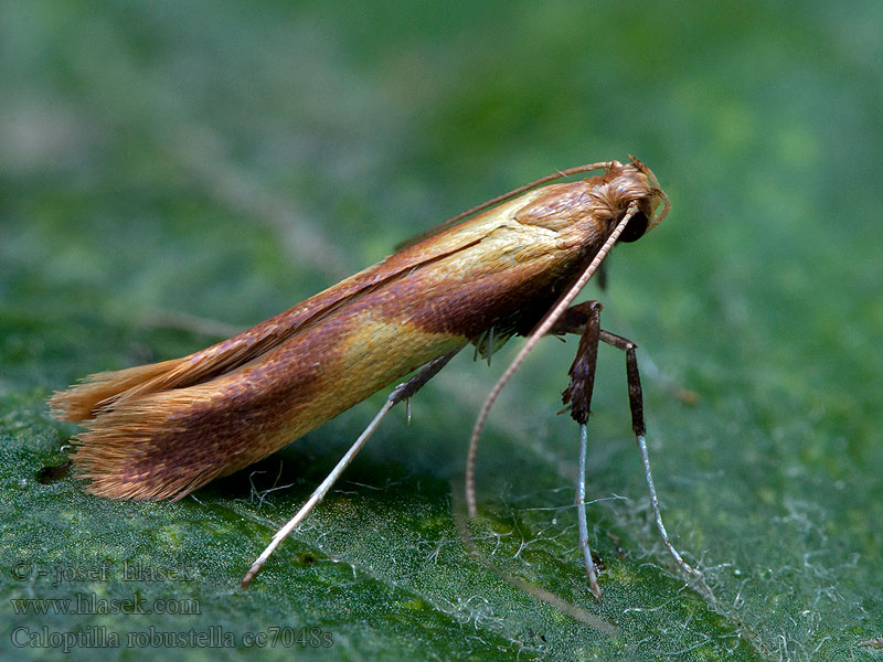 Eikensteltmot Caloptilia robustella