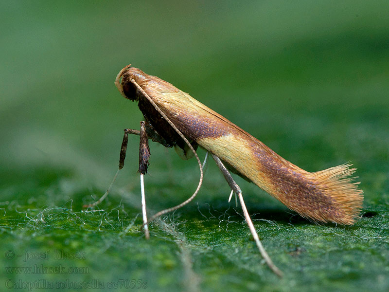 New Oak Slender Caloptilia robustella