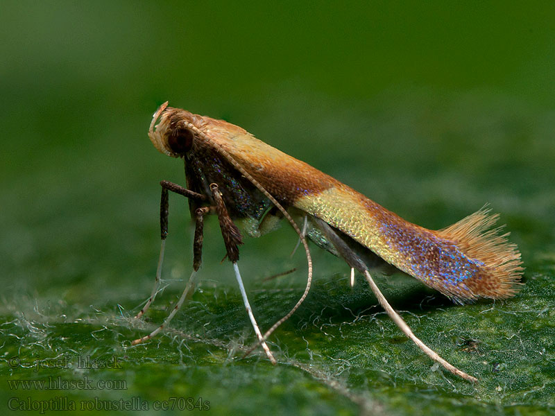 Psotka veľká Caloptilia robustella