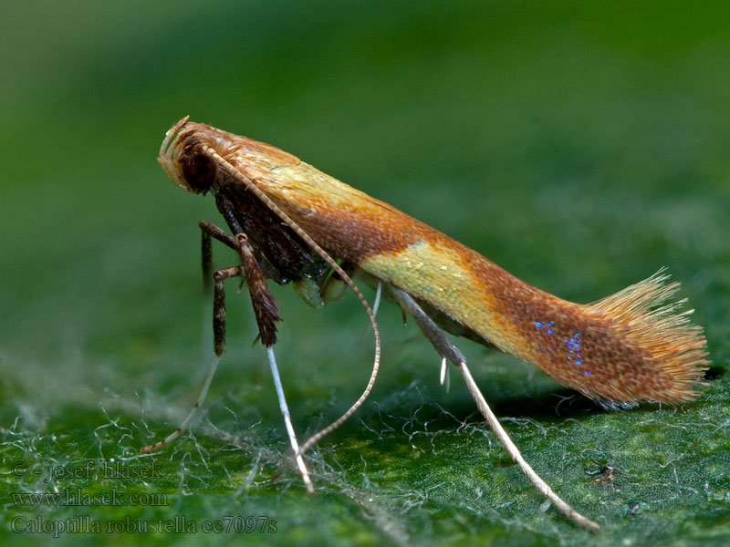 Eikensteltmot Mindre ekstyltmal Caloptilia robustella