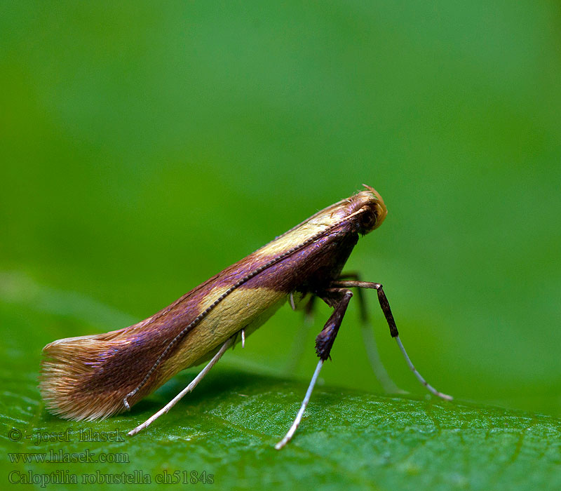 Caloptilia robustell