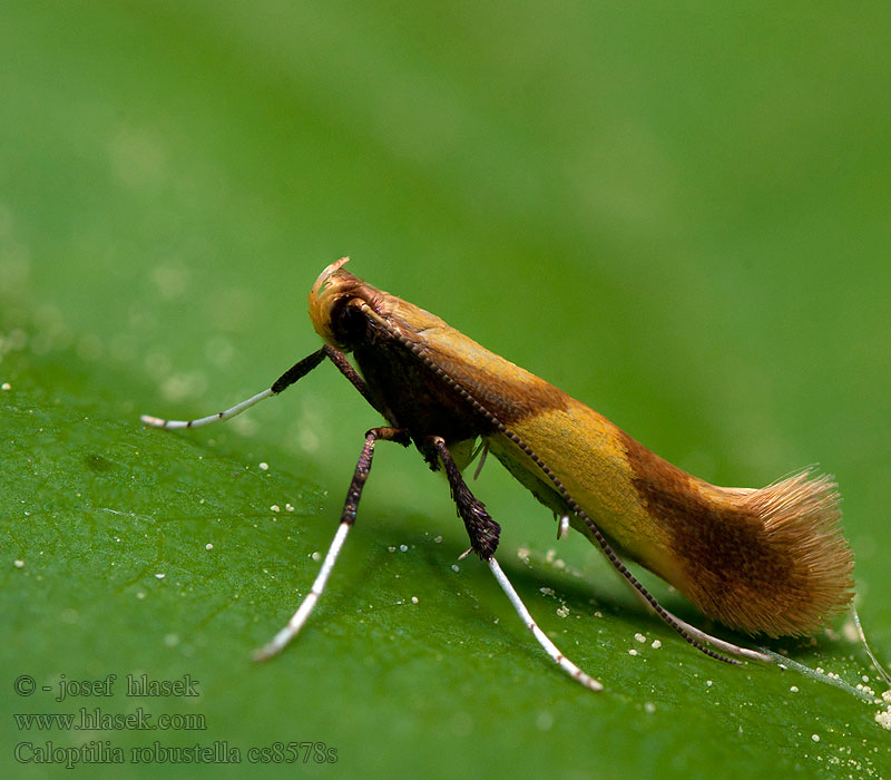 Caloptilia robustell