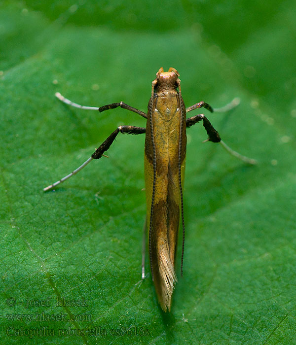 Caloptilia robustell