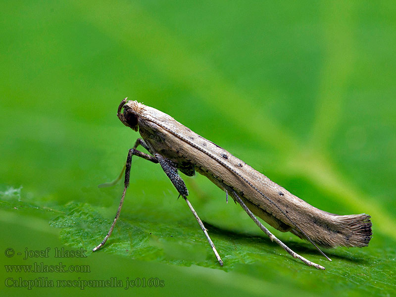 Kibitnik leszczynowiaczek Walnootsteltmot Caloptilia roscipennell