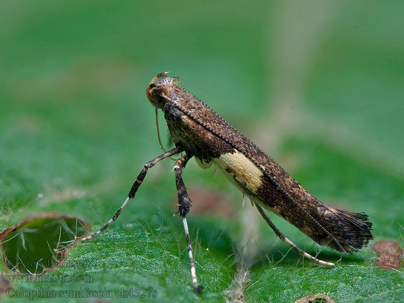 Caloptilia semifascia Psotka javorová Lönnstyltmal