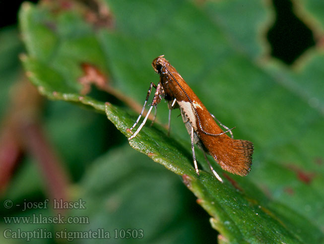 Caloptilia stigmatella Tinea Wilgensteltmot