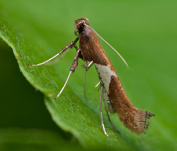 Caloptilia stigmatella Tinea Wilgensteltmot