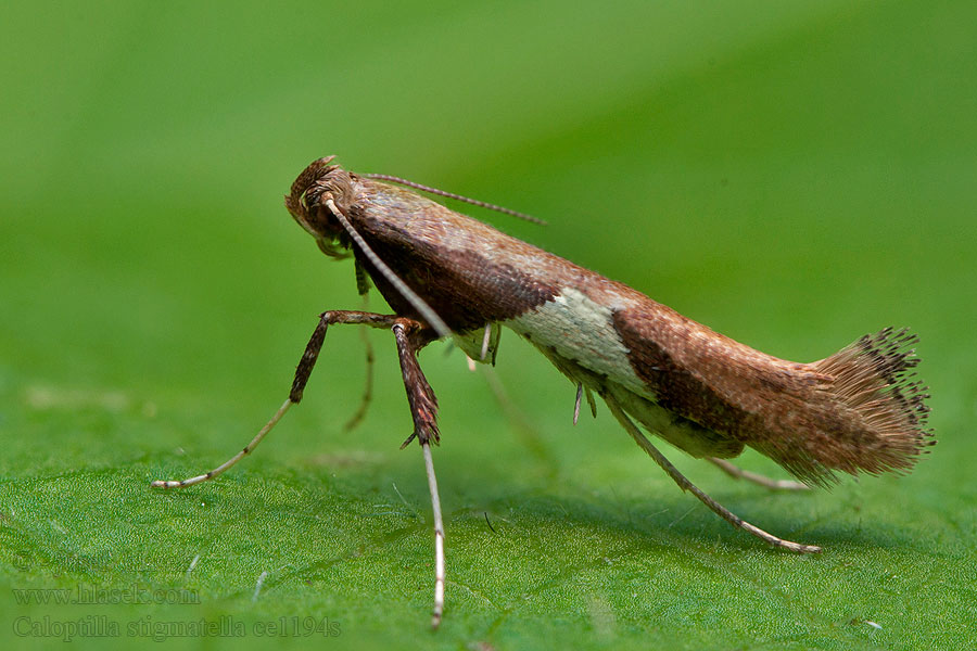 Tinea Wilgensteltmot Caloptilia stigmatella