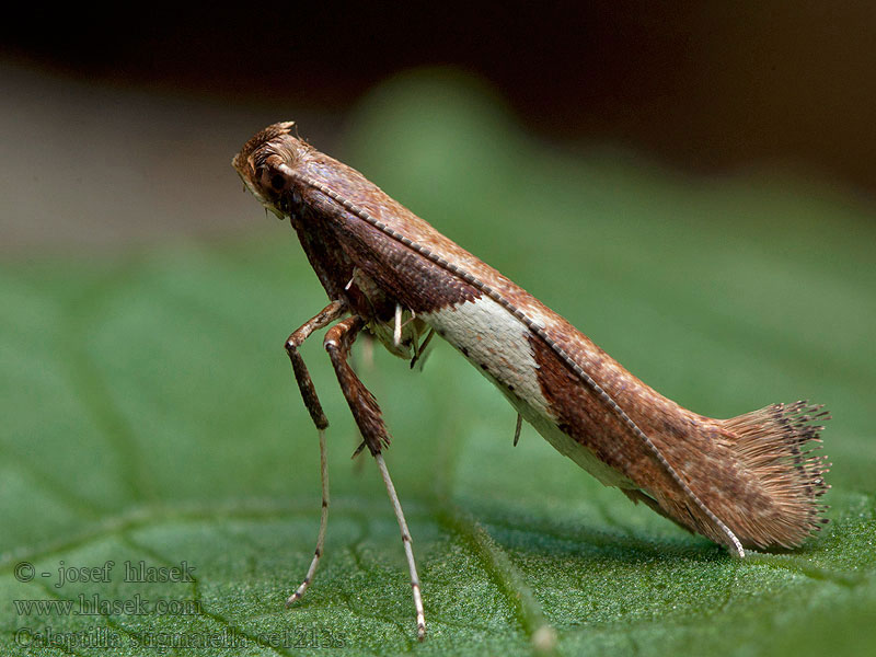 Tinea Wilgensteltmot Caloptilia stigmatella