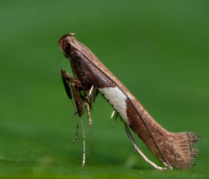 Tinea Wilgensteltmot Caloptilia stigmatella