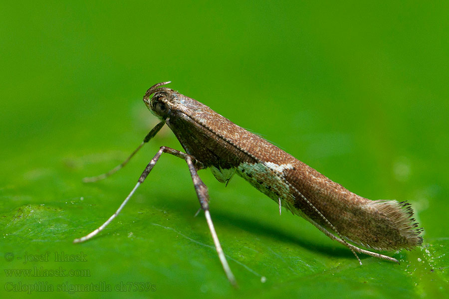 Caloptilia stigmatella