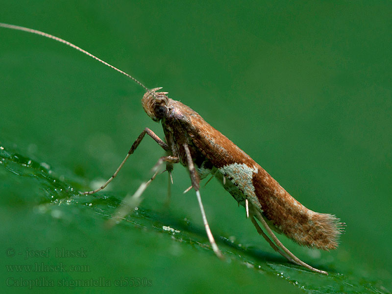 Caloptilia stigmatella