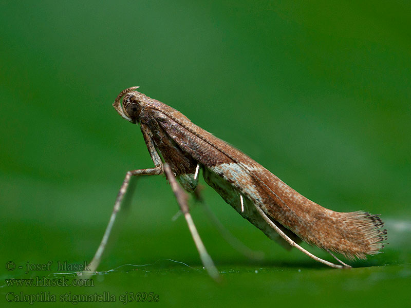 Caloptilia stigmatella