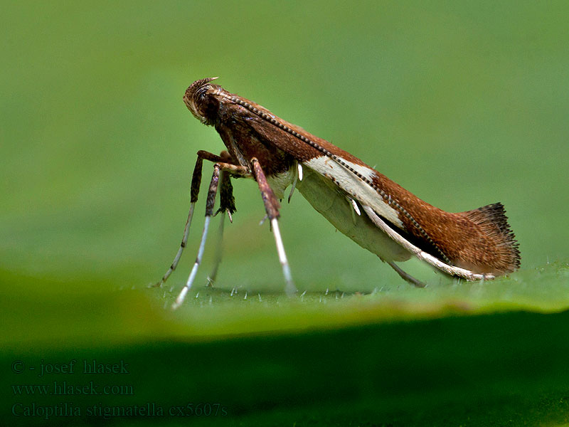 Caloptilia stigmatella