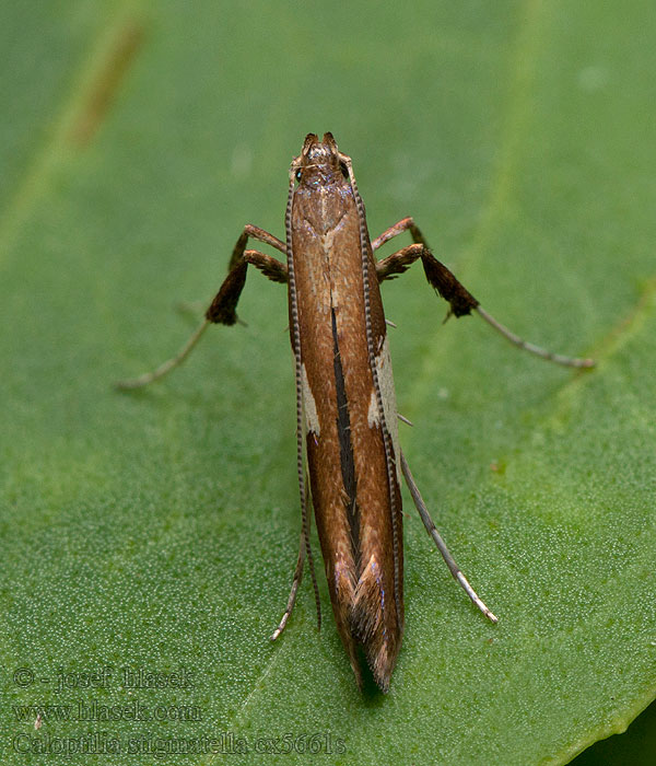 Caloptilia stigmatella